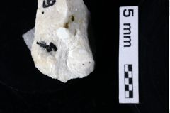 Foto (Detailansicht) von Decapoda indet. (NHMW-GEO-1990-0041-0419)